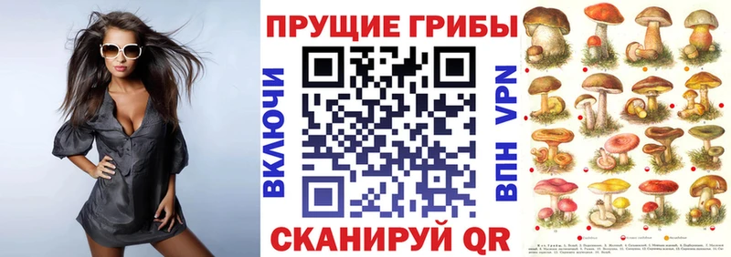 Купить закладки  Грозный  Галлюциногенные грибы мицелий 